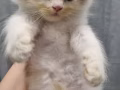 可爱猫咪