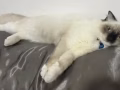 给我家猫找男朋友