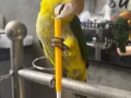 1岁手养凯克鹦鹉找新家