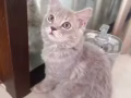 可爱长毛浅灰小猫1200新币出售