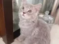 可爱长毛浅灰小猫1200新币出售