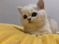 有偿小猫咪！手慢拍大腿