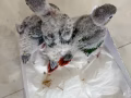 小太阳鹦鹉幼鸟