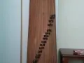 古筝出租 Guzheng Renting for practice/performance etc