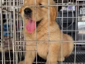 大骨黄金猎犬🐶