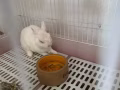 家里有小白兔🐰一只。喜欢的人可以来取