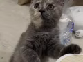 英短小奶猫找新家