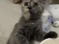 英短小奶猫找新家