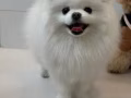 3岁博美送养