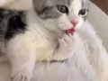 三个月美短