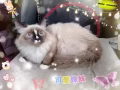 可爱海双布偶猫找新家