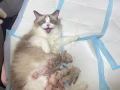 布偶小猫崽