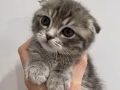 折耳猫  领养   无偿