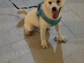 白色柴犬 988