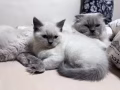 布偶小猫找领养啦 有偿领养