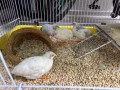 芦丁鸡