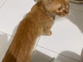 小猫待领养