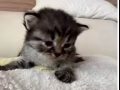 无辜脸小奶猫有偿领养