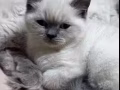 猫崽崽找家长啦