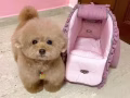 泰迪寄养