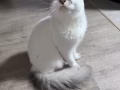 猫猫免费领养