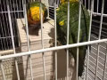 金太阳一对