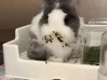 兔兔送养
