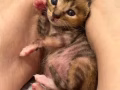 流浪猫寻求有爱心的领养人