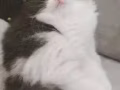 混血布偶领养