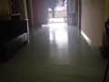 马西岭11号