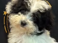 新加坡泰迪犬接受面交 和预订 赶快询问我