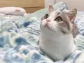 猫咪送养