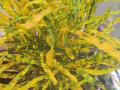洒金榕免费送了