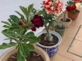 富贵花免费送