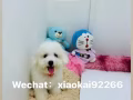 （批发价）可爱的马尔泰和泰迪找粑粑麻麻 可以面交 加Wechat：xiaokai92266