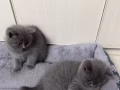 免费领养