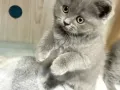五只英短蓝猫免费领养