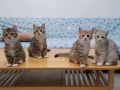 代朋友处理美国反耳猫幼猫免费领养，有心的50-200SDG红包，要红包记住了一手猫一手红包，免费送也可以随意