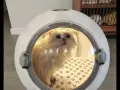猫猫烘干机