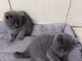 免费领养