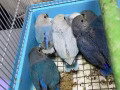 牡丹鹦鹉宝宝，爱情鸟 Lovebird 手工喂养
