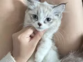 自己家生的猫咪