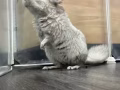 龙猫宝宝