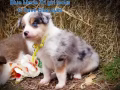 澳大利亚进口边境牧羊犬