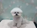 征求宠物模特狗模特猫供宠物美容学员培训