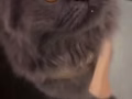 388带走 长毛蓝猫 很粘人！六个月大
