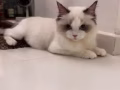 布偶猫青春期，给布偶猫咪找男朋友