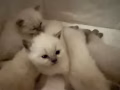 自家生的猫咪 有偿领养啦