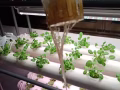自己DIY的鱼菜共生系统，便宜出，有兴趣的联系