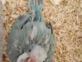 4星期手养蔚蓝和尚/蓝银丝